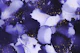 Ink Lilac Gold 22