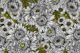 Chrysanthemum 4