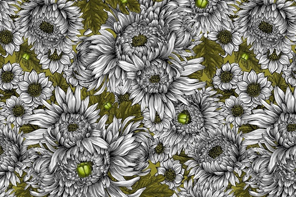 Chrysanthemum 4