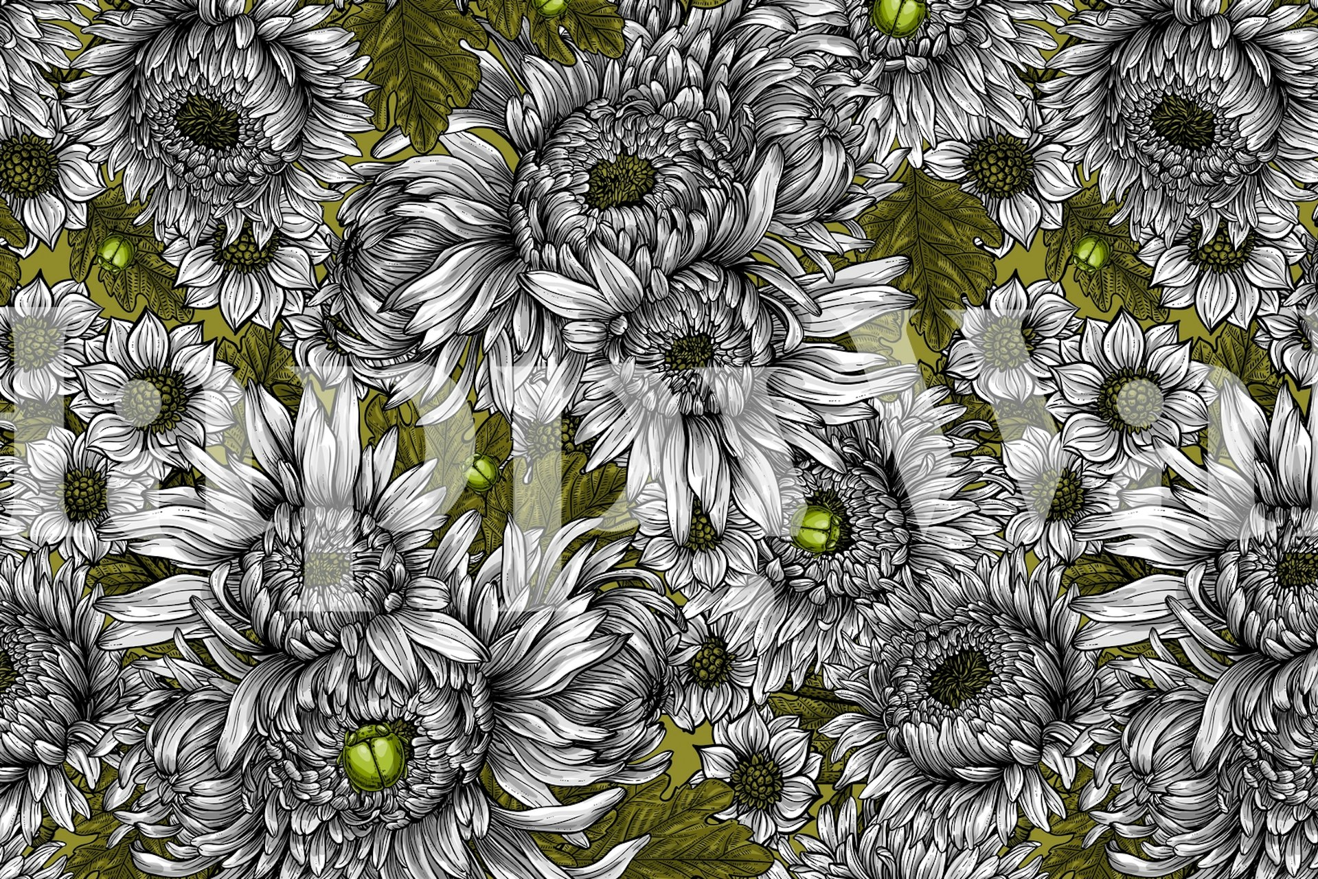 Chrysanthemum 4 Blumen Tapete in einem Raum