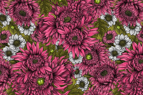 Chrysanthemum 5