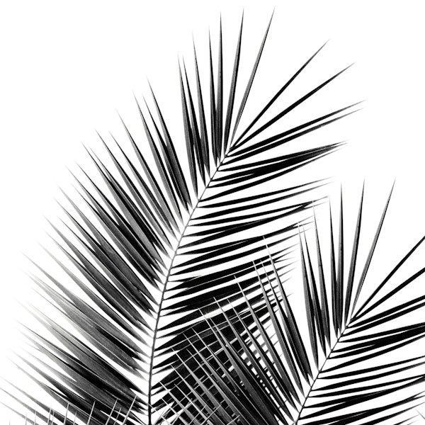 Black Palm Leaves Vibes 1