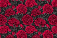 Red peony garden tapeta