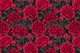 Red peony garden