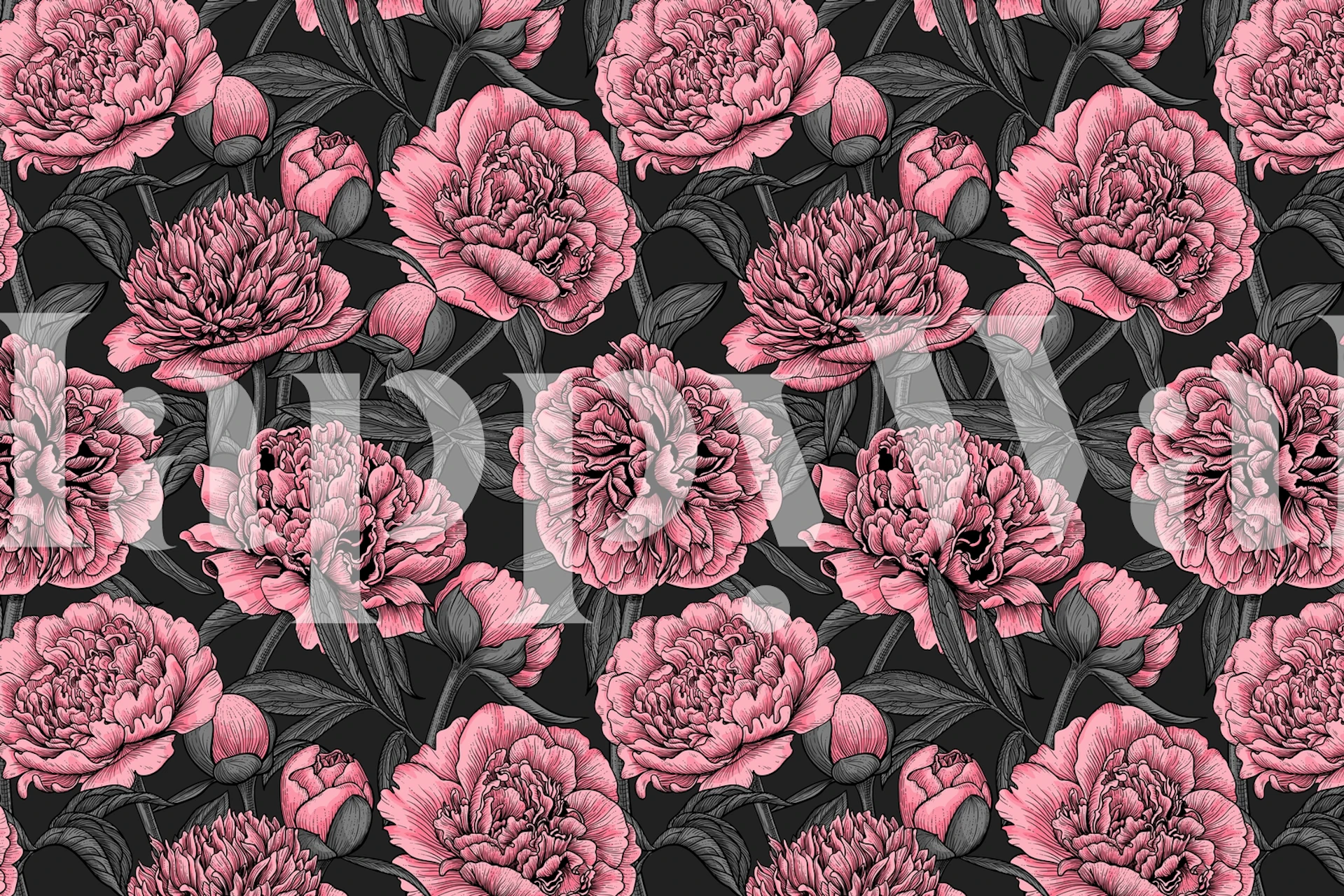 Pink peony flowers on dark background wall mural