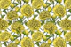 Yellow peony garden