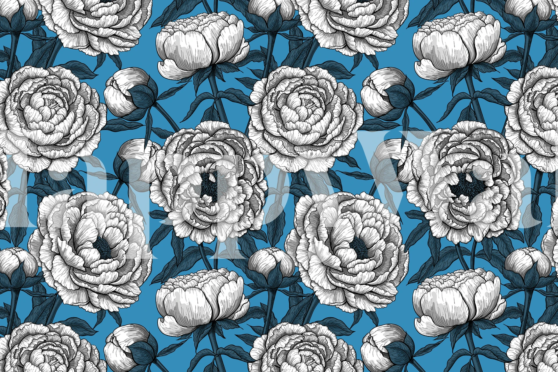 White peony flowers on a blue background wallpaper