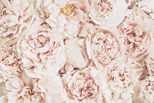 Peony Flowerwall Peach Coral