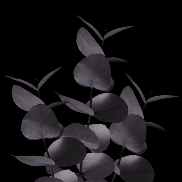 Eucalyptus Black Black 1