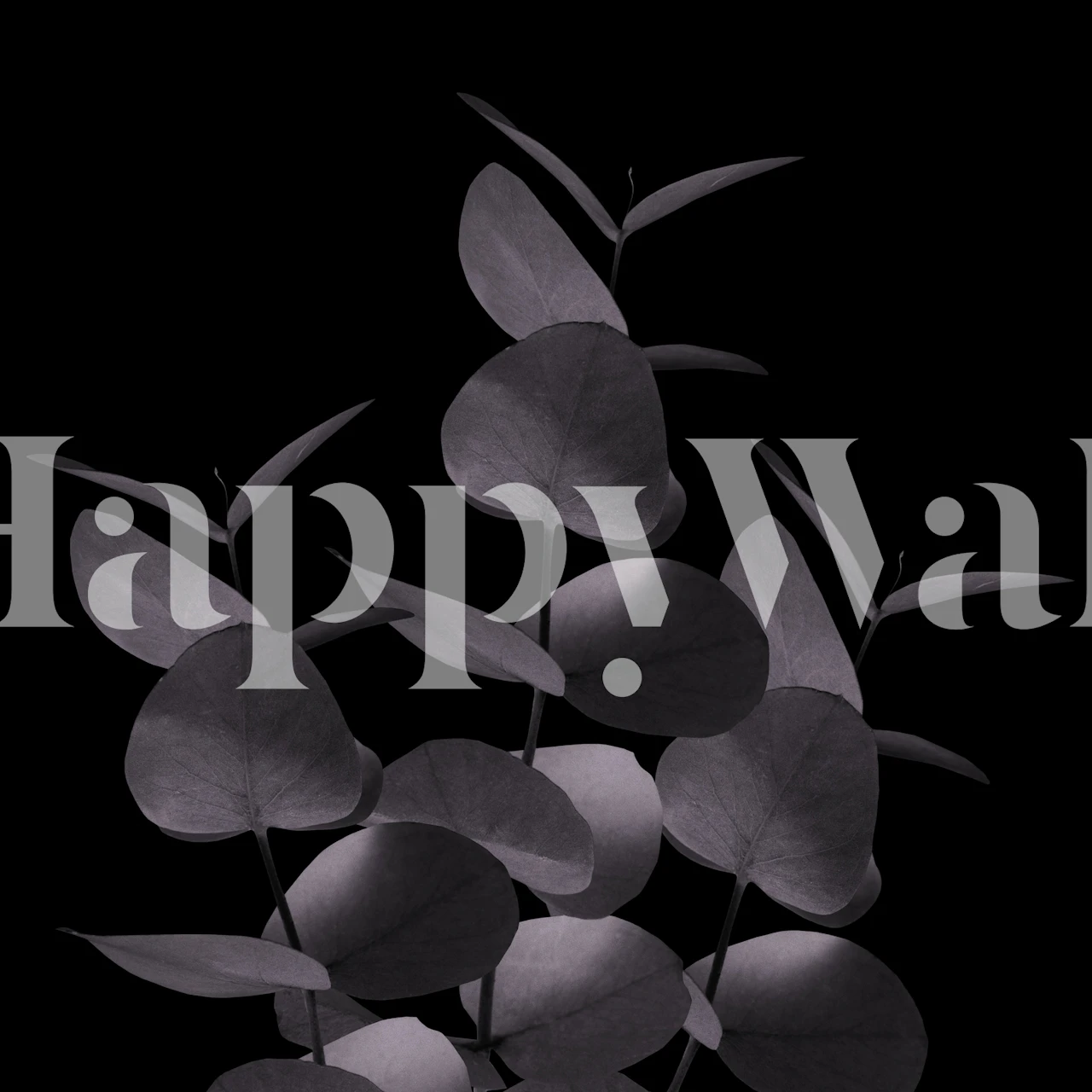 Eucalyptus leaves against a black background wallpaper