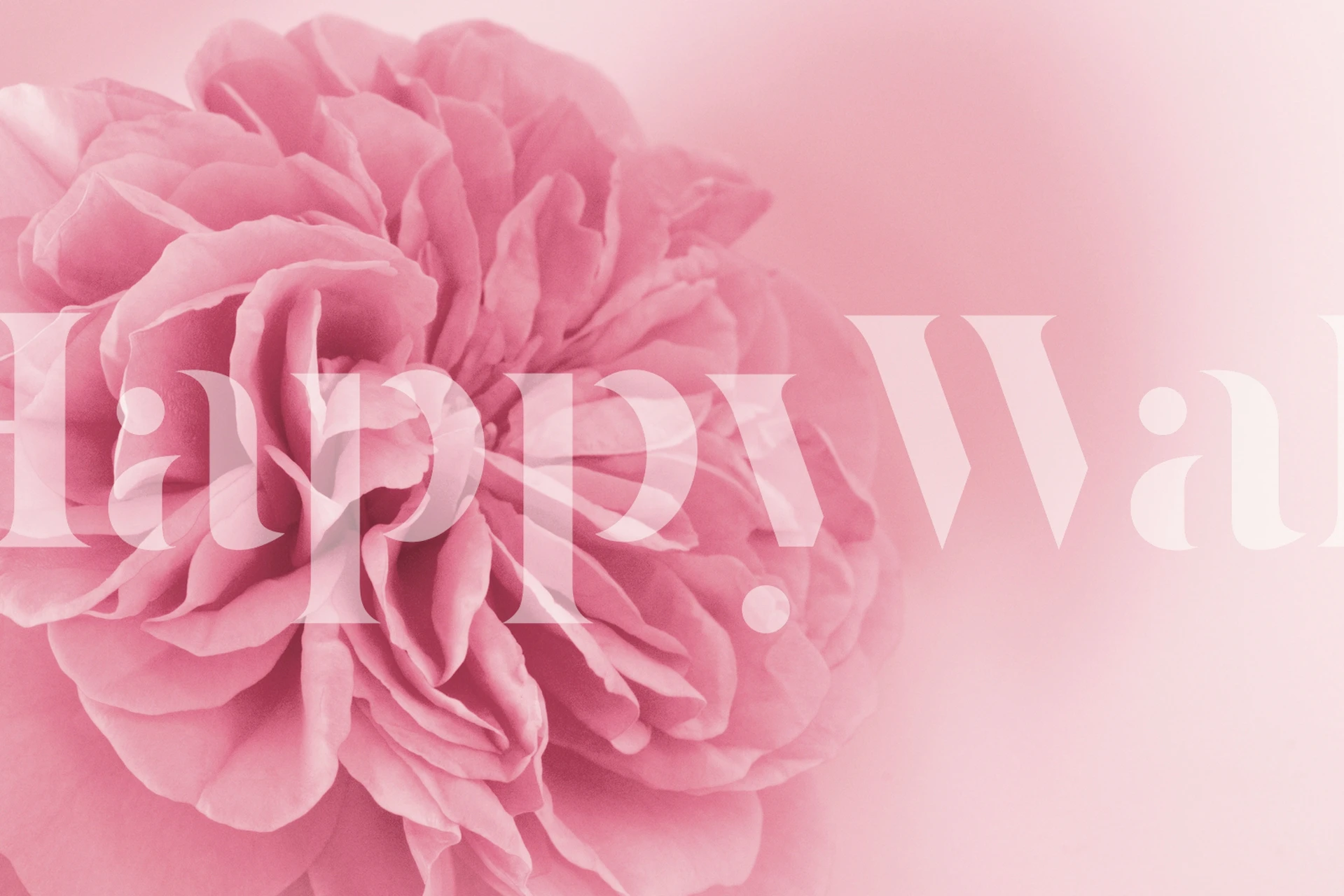 Large light pink rose flower on a soft pink background wallpaper