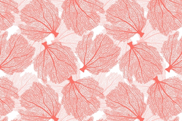 Fan coral 3
