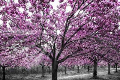 Τοιχογραφία