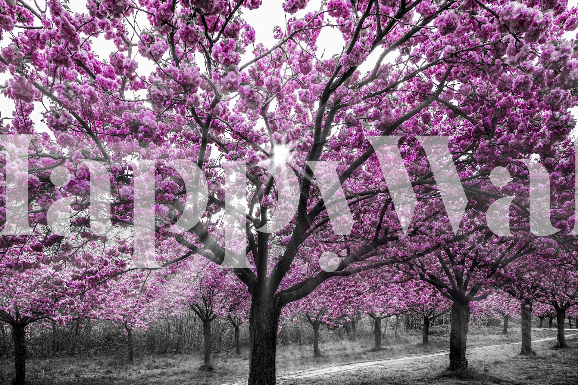 Cherry blossoms wallpaper i ett rum