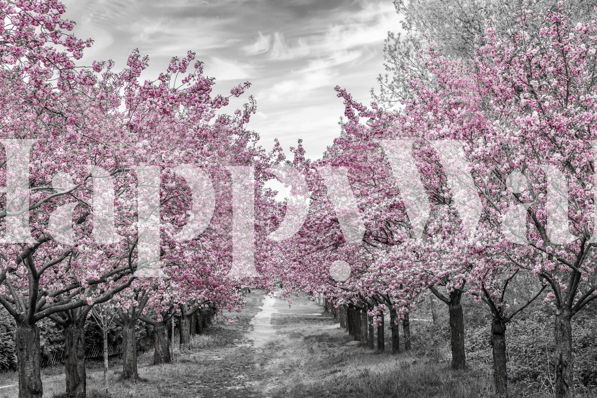 Cherry blossom wallpaper in a room