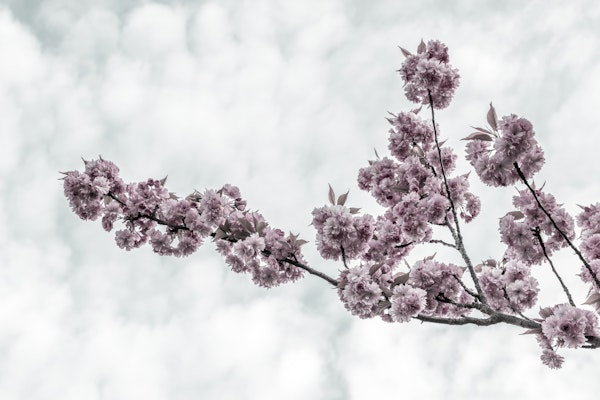 Cherry blossoms with sky view