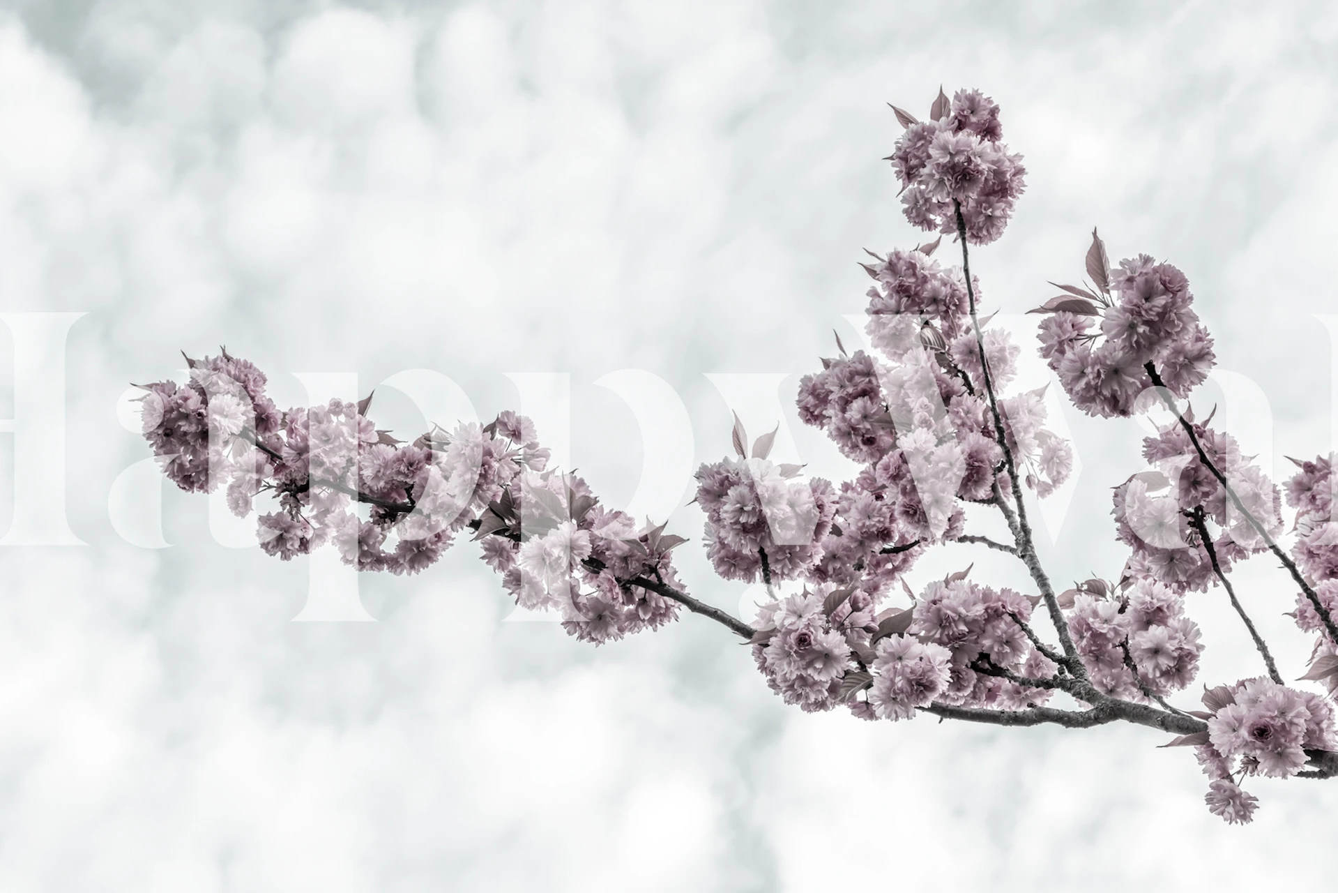 Pink cherry blossoms on a branch against a soft cloudy sky wallpaper