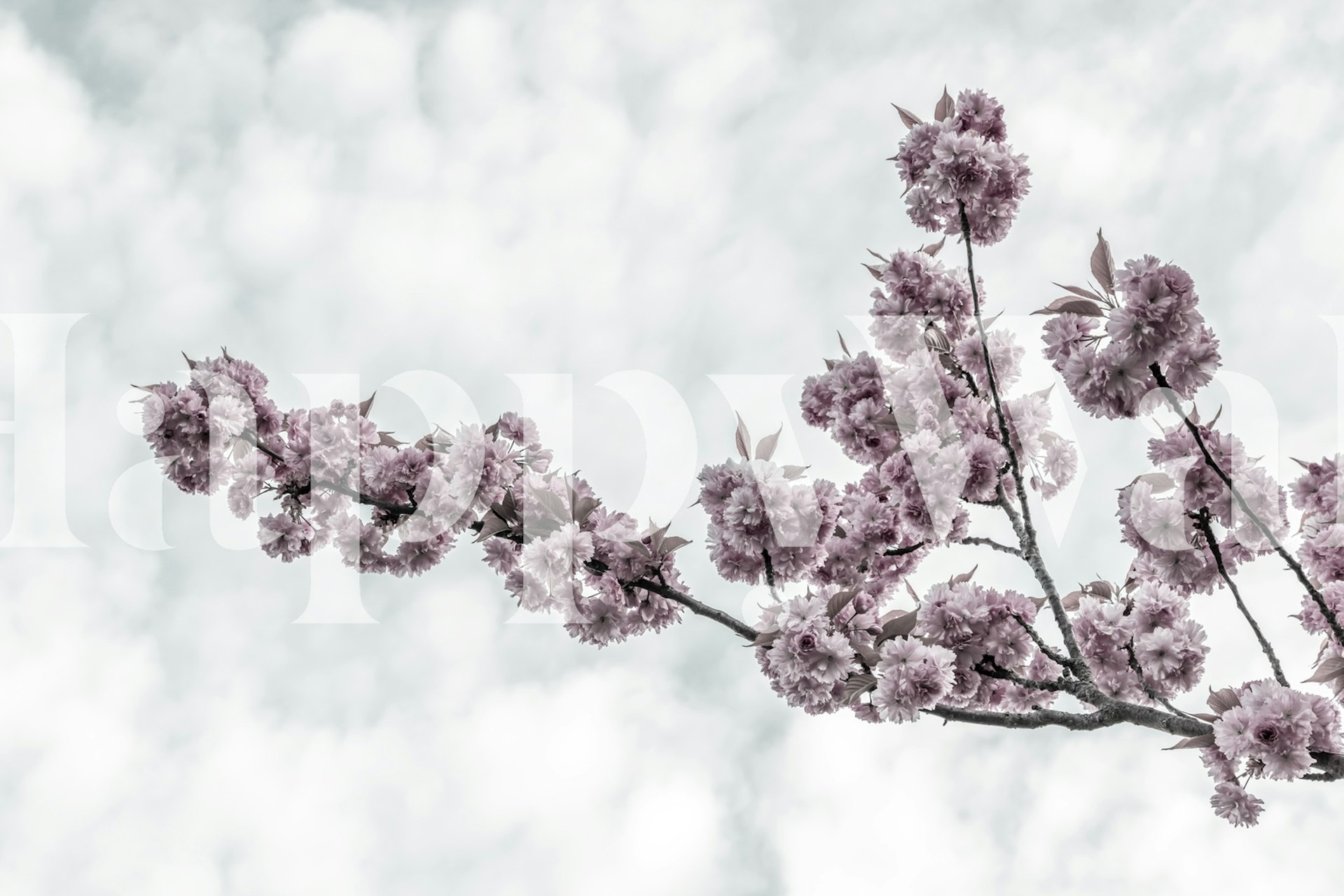 Cherry blossoms wallpaper in una stanza