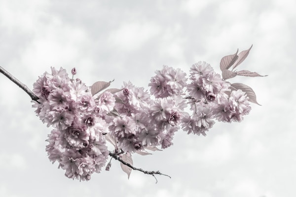 Cherry blossoms and sky