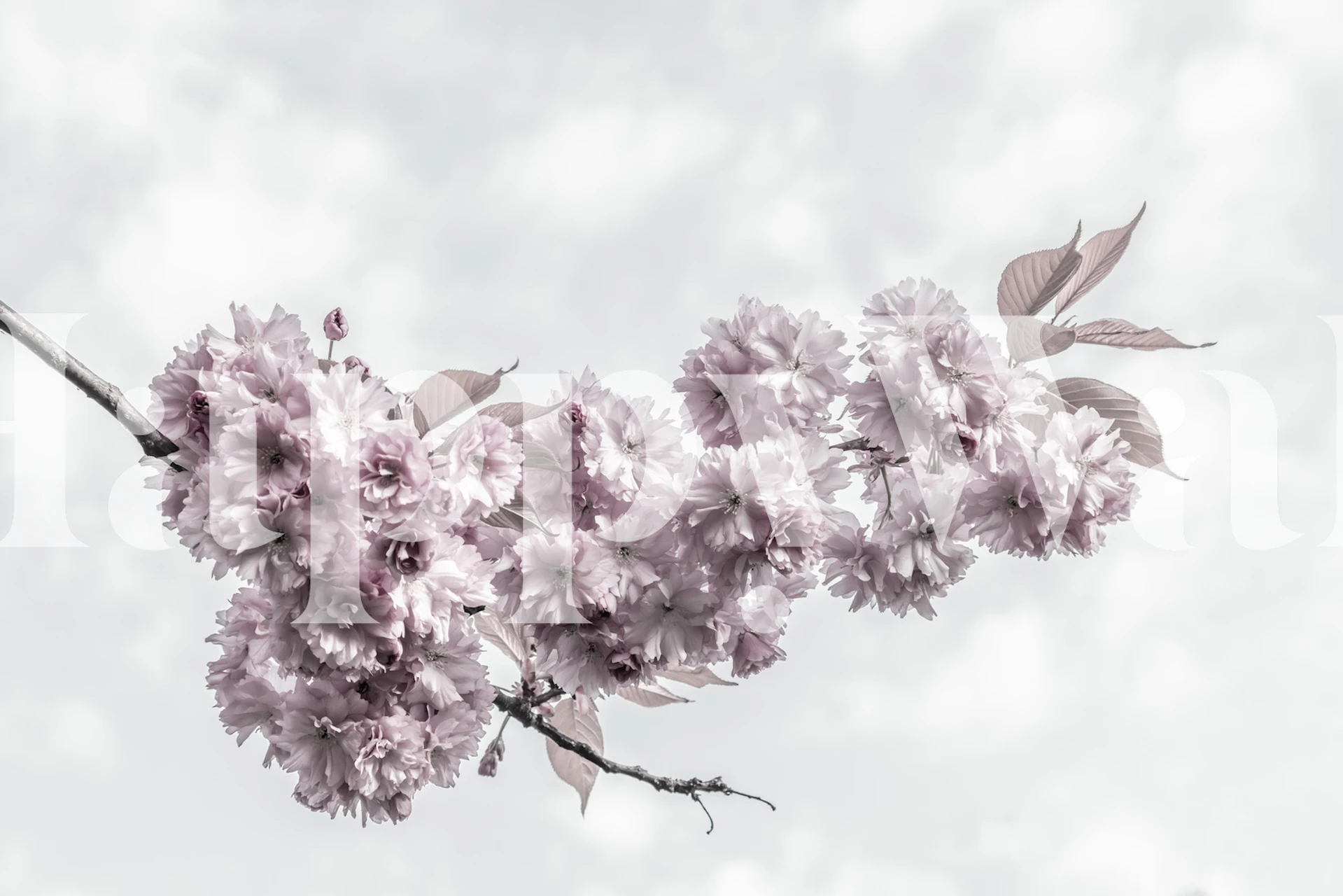 Papel de parede Cherry blossoms em um quarto