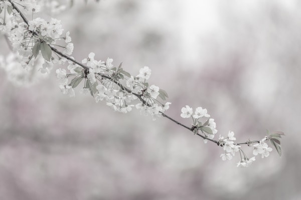 Cherry blossoms close-up