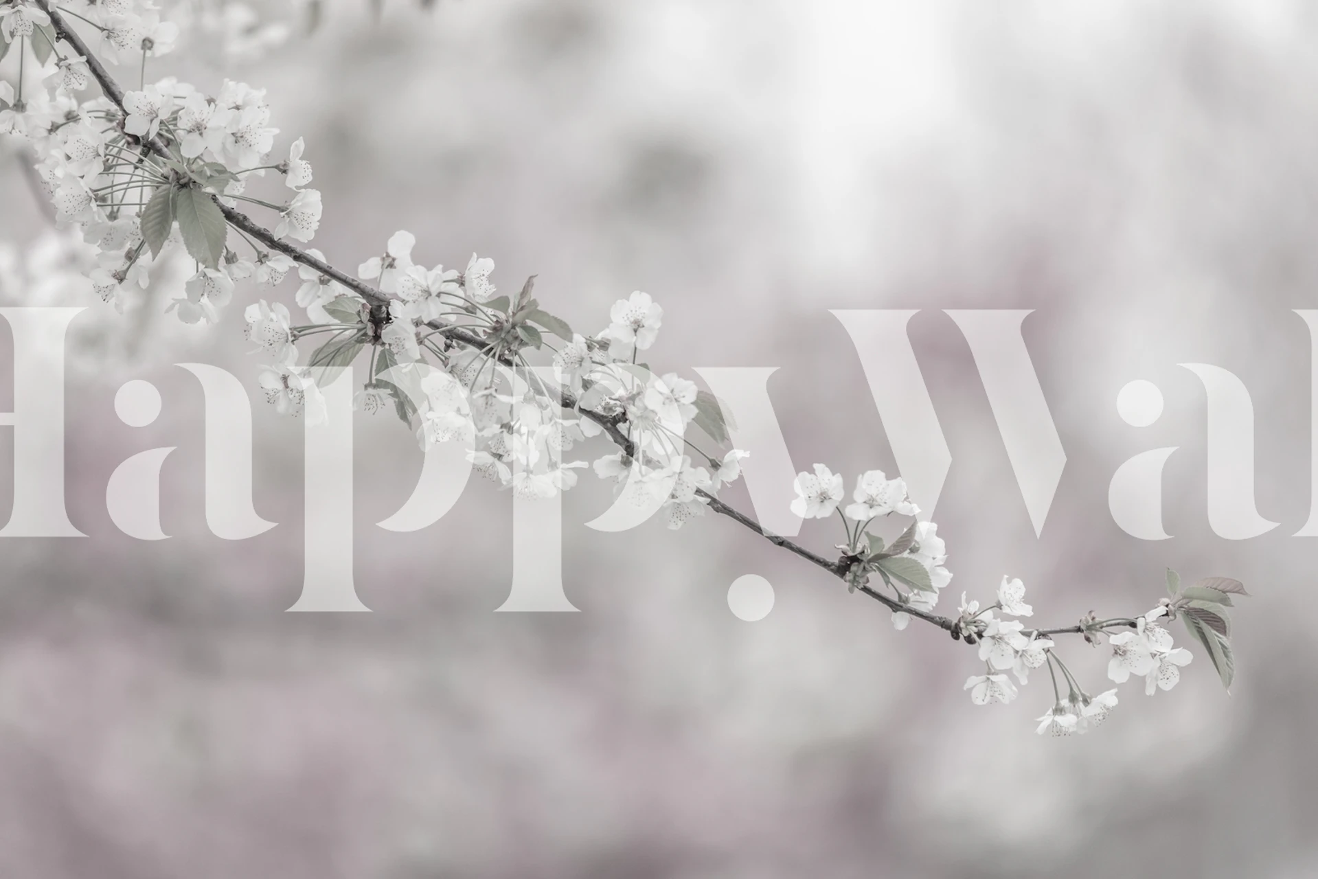 Cherry blossom branch with white flowers and soft background wallpaper