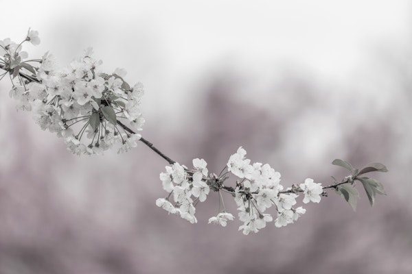 Cherry blossom close-up