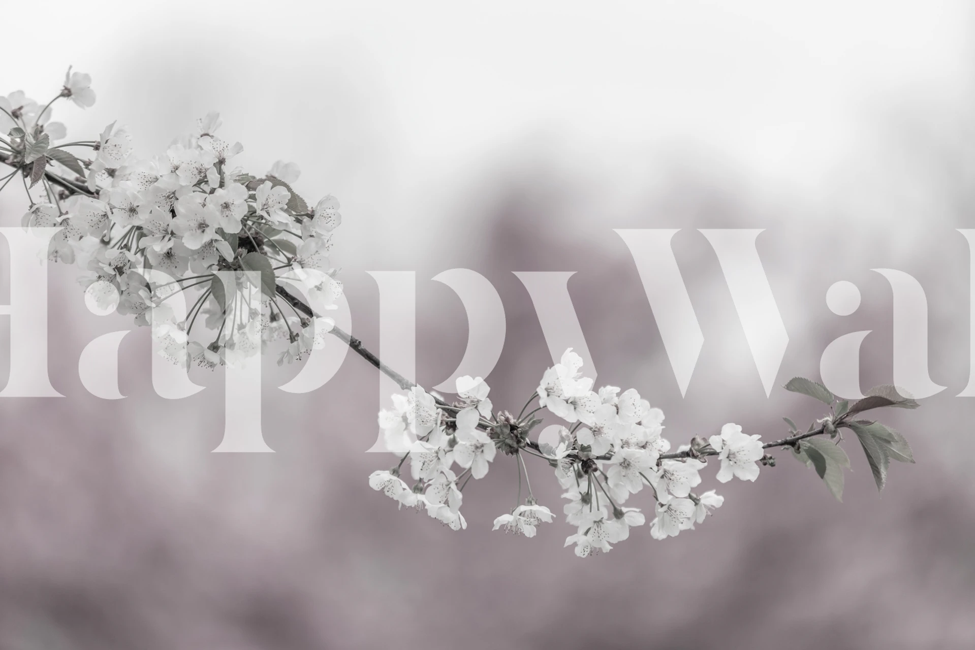 Fotomural rama de flor de cerezo en un fotomural en blanco y negro desenfocado