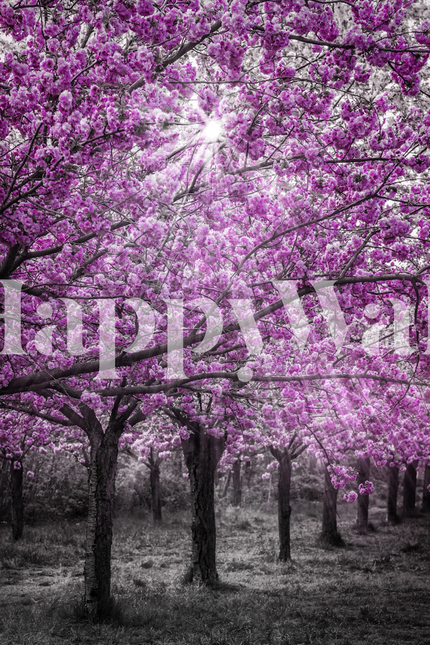 Cherry blossom trees with pink blooms and sunrays wallpaper