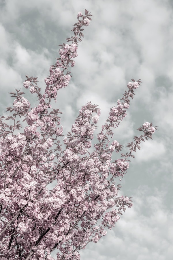 Cherry blossoms sky view