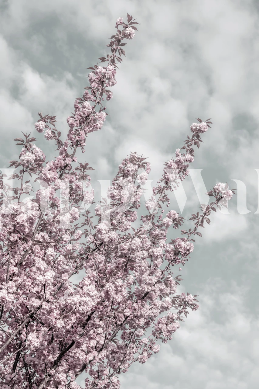 Cherry blossoms sky view dans une chambre