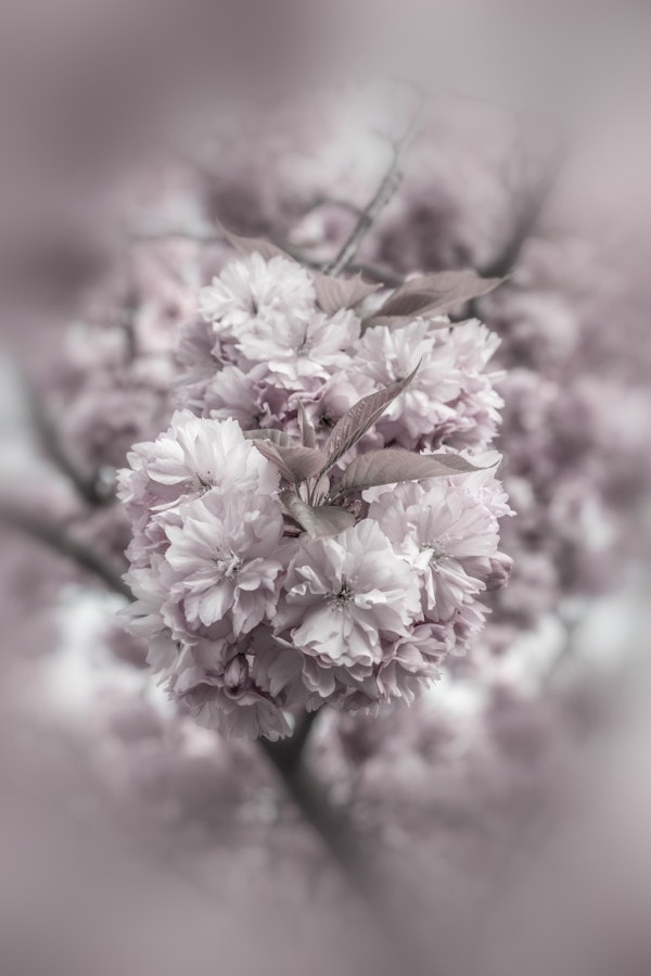 Cherry blossoms in detail