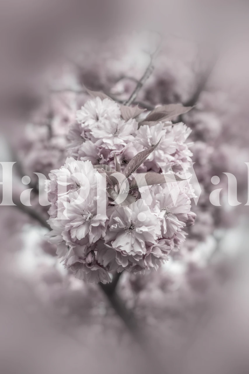Cherry blossom flowers in soft pink tones, floral wallpaper