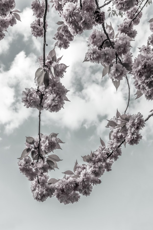 Cherry blossom branch and sky