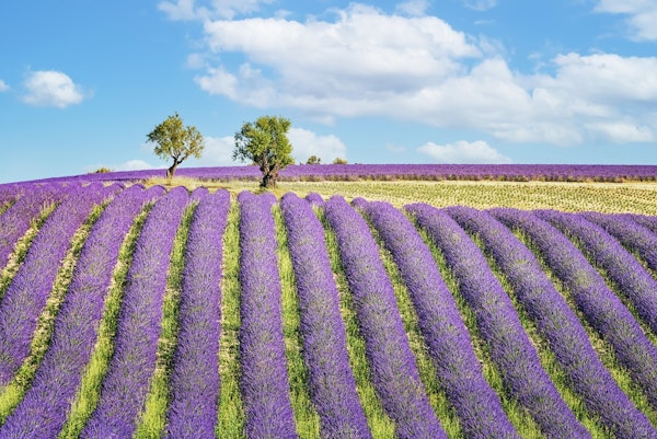 Provence Field