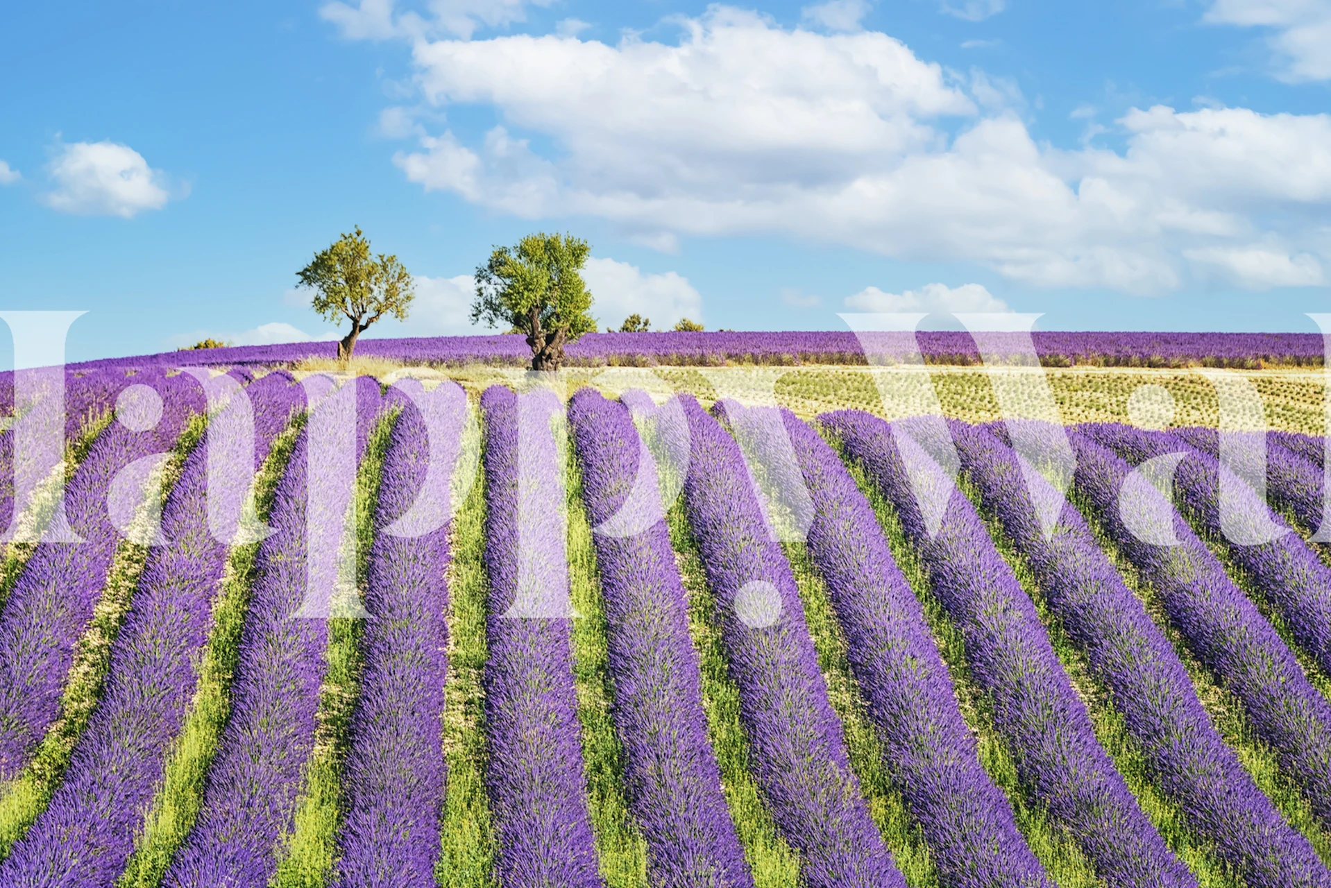 Lavender fields with green stripes and blue sky wallpaper