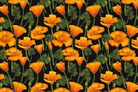 California poppies 2 carta da parati