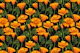 California poppies 2