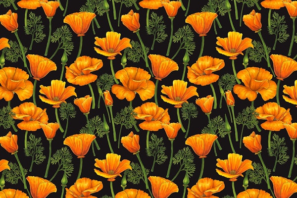 California poppies 2