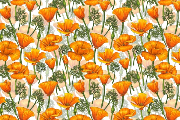 California poppies 3