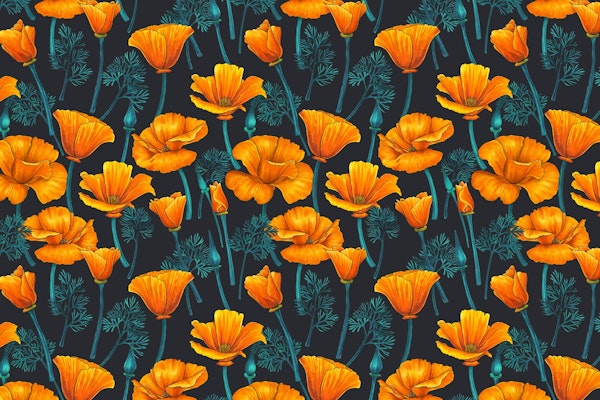 California poppies 4