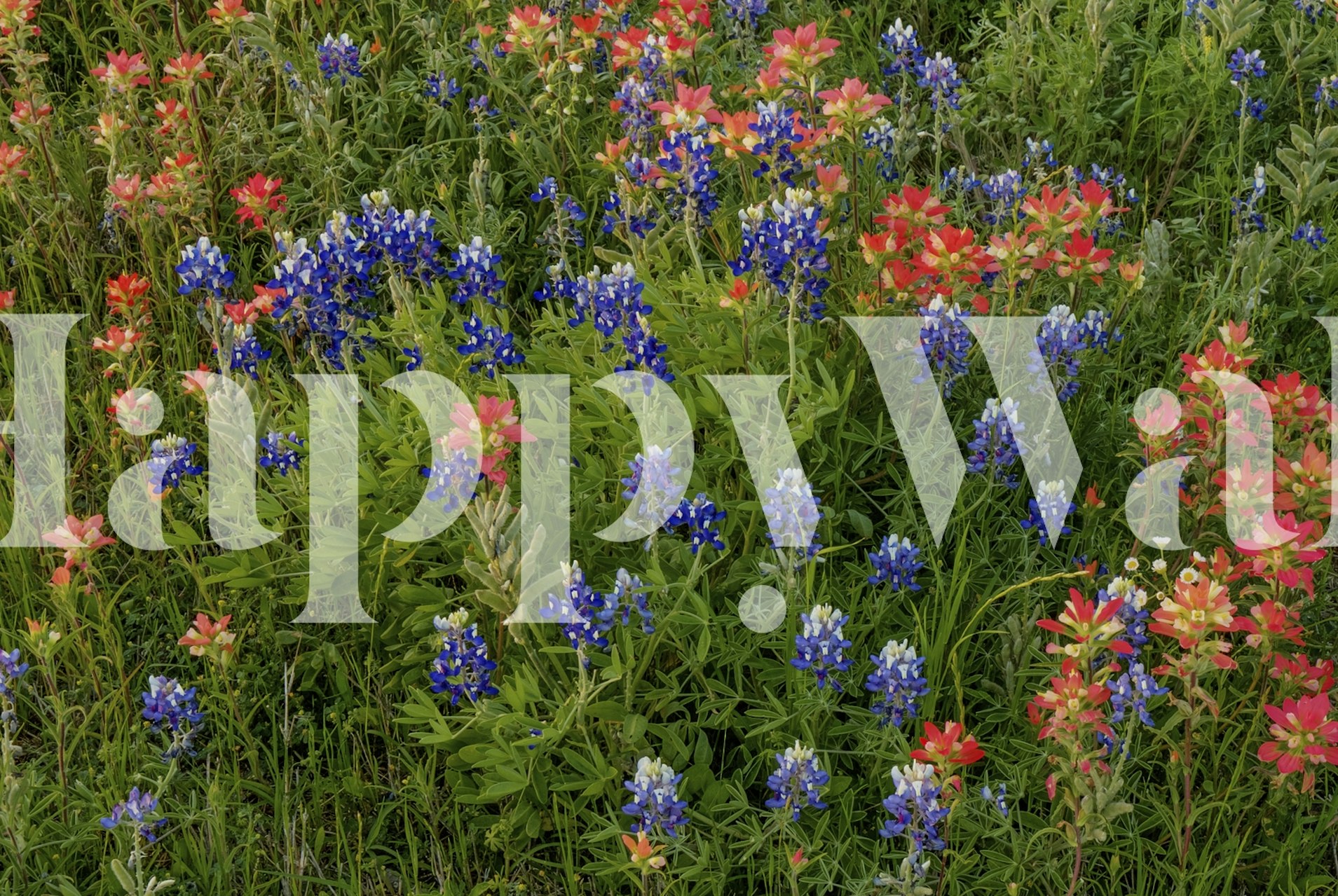 Colorful wildflower wallpaper featuring bluebonnets and red paintbrush flowers in greens and blues.