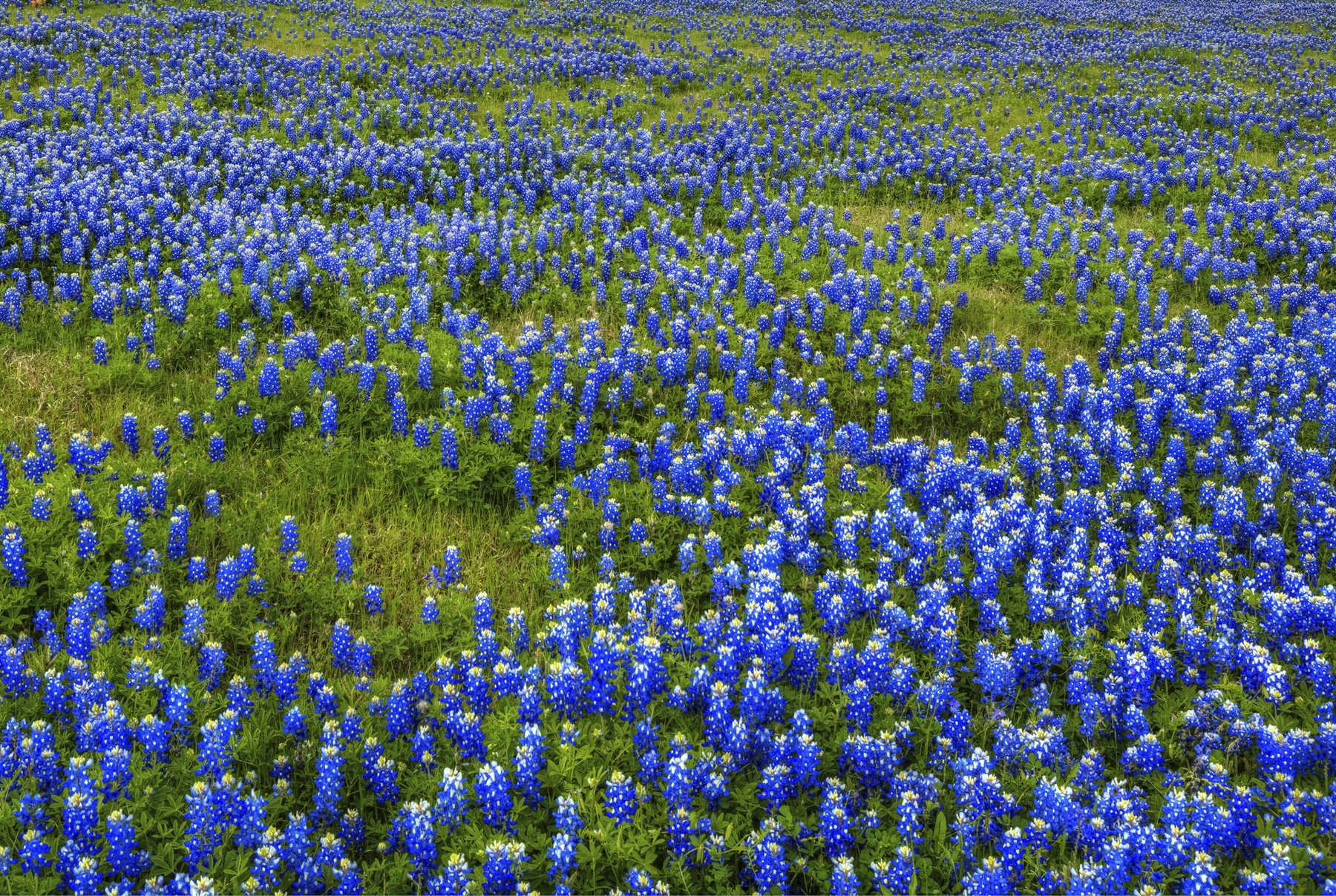 bluebonnets
