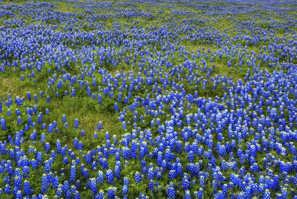 Bluebonnet Meadow