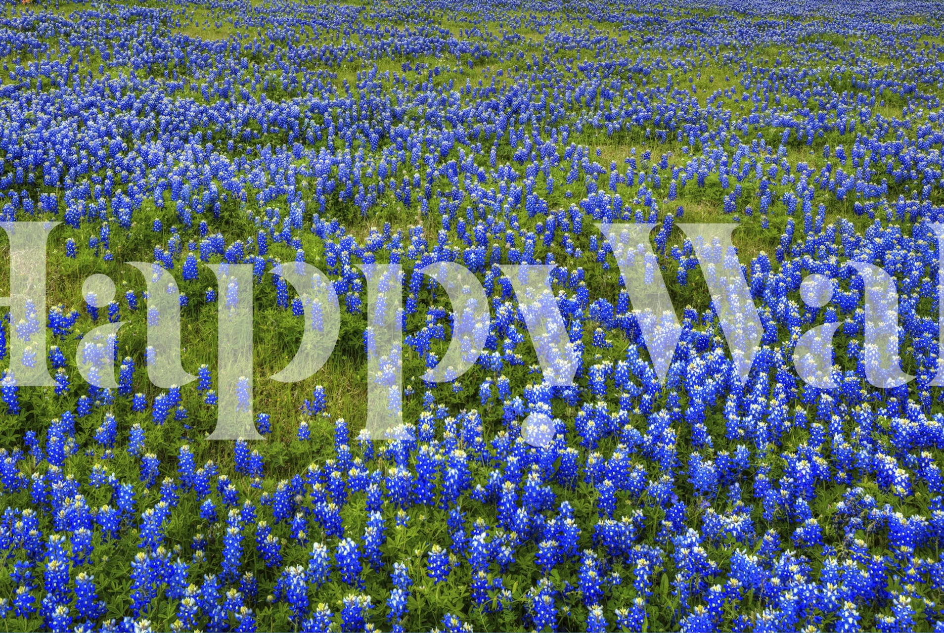 Bluebonnet Meadow wallpaper in a room