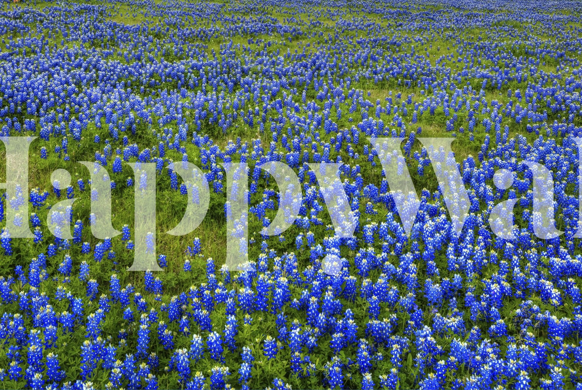 Bluebonnet Meadow wallpaper in a room