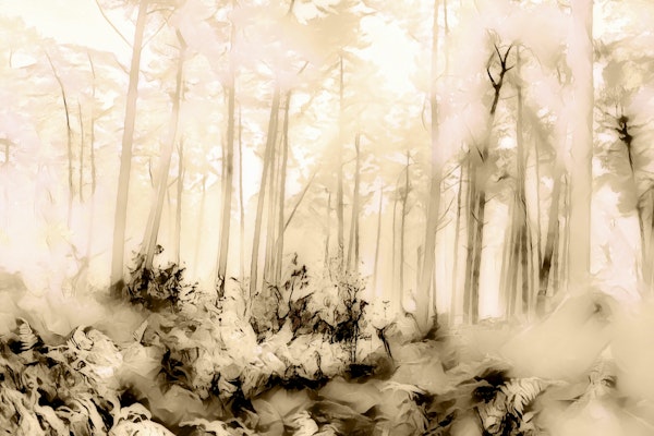 Romantic Misty Forest Sunshine