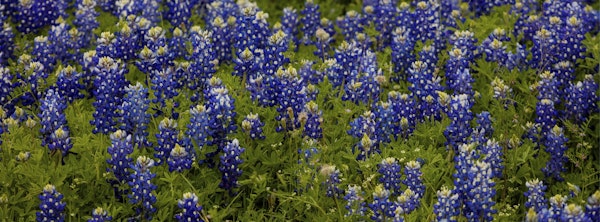 Bluebonnet-Pano