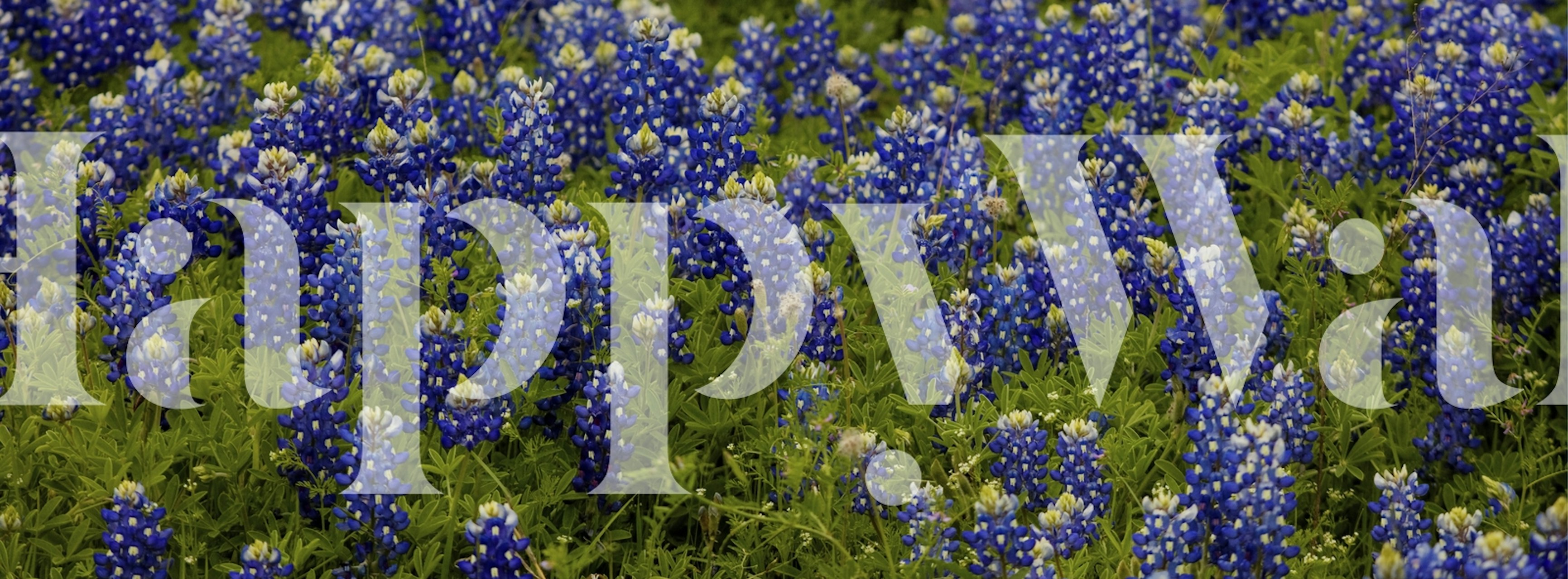 Bluebonnet wallpaper design in a room