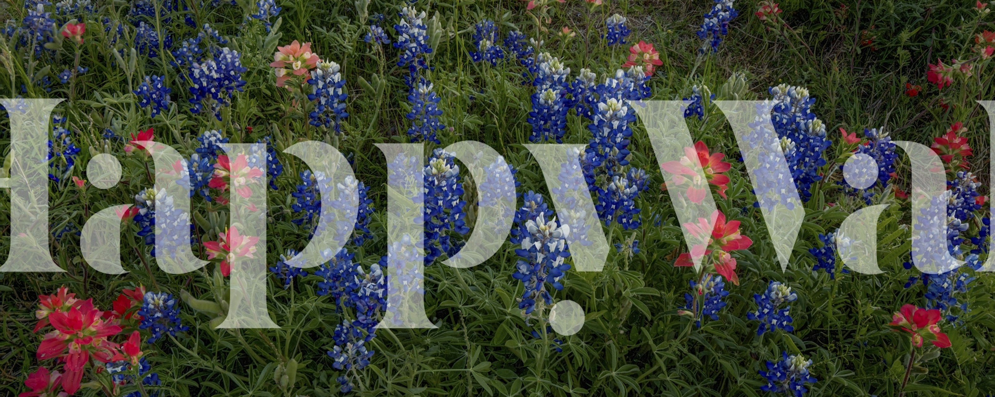 Vibrant blue and red wildflowers pattern wallpaper